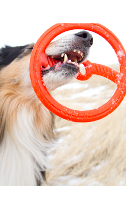 Brinquedo para cão Bionic Toss-N-Tug Ring – imagem secundária 2
