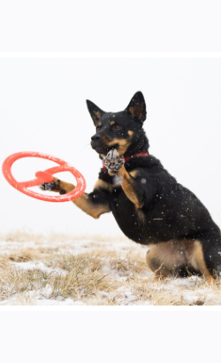 Brinquedo para cão Bionic Toss-N-Tug Ring – imagem secundária 3