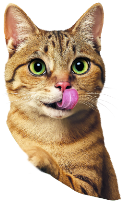 Alimentação Húmida para Gato Libra Multipack 4 Frango & Peru em Gelatina – imagem secundária 3