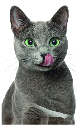 Alimentação Húmida para Gato Libra Multipack 4 Frango & Peru em Molho – imagem secundária 3