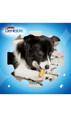 Biscoitos para cão Purina Dentalife Snacks Mini – imagem secundária 7