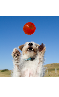 Brinquedo para cão Bionic Ball Porta-Snacks – imagem secundária 7