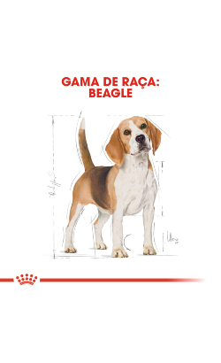 Royal Canin Beagle Adult – imagem secundária 3