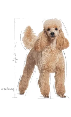 Royal Canin Caniche Adulto – imagem secundária 1