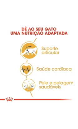 Royal Canin Cat Maine Coon Adult – imagem secundária 3