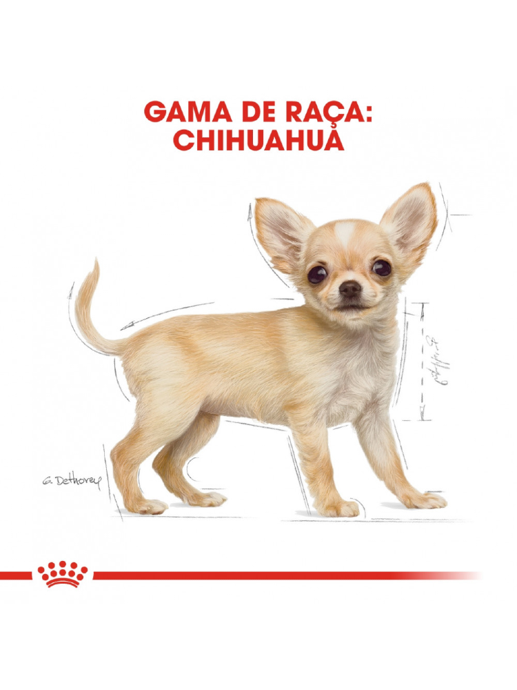Royal Canin Chihuahua Puppy – imagem secundária 5