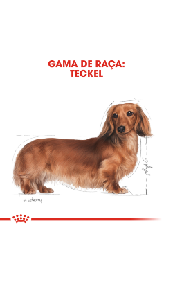 Royal Canin Dachshund Adult – imagem secundária 3
