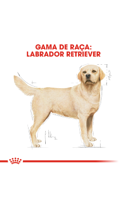 Royal Canin Labrador Retriever Adult – imagem secundária 3
