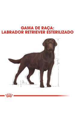 Royal Canin Labrador Retriever Adult Sterilised – imagem secundária 3