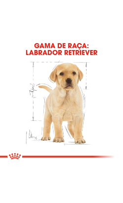 Royal Canin Labrador Retriever Puppy – imagem secundária 3