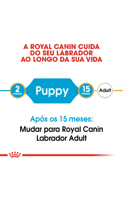 Royal Canin Labrador Retriever Puppy – imagem secundária 4
