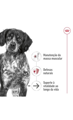 Royal Canin Medium Ageing 10 + – imagem secundária 1
