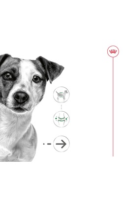 Royal Canin Mini Ageing 8+ Loaf – imagem secundária 1