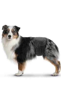 Savic Fraldas Descartáveis Nappy para Cão Macho – imagem secundária 6