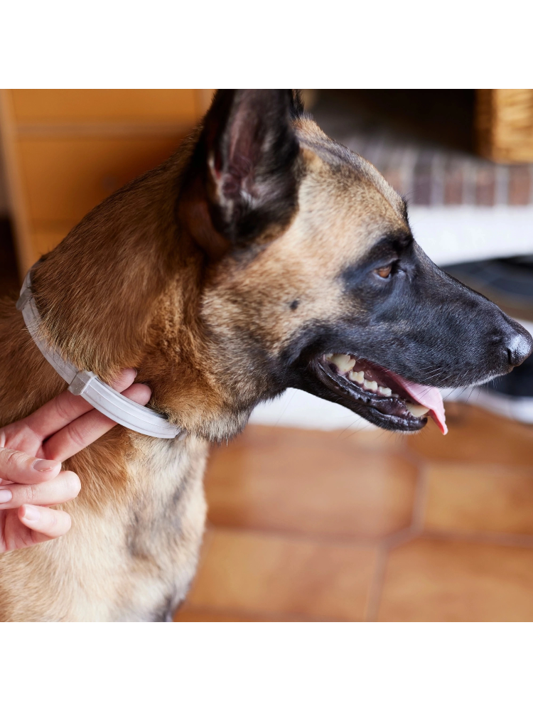 Virbac Prevexto Coleira Medicamentosa para Cães Pequenos – imagem secundária 4
