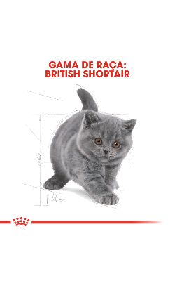 Royal Canin Cat Kitten British Shorthair – imagem secundária 3
