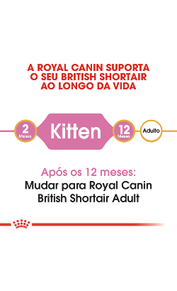 Royal Canin Cat Kitten British Shorthair – imagem secundária 4