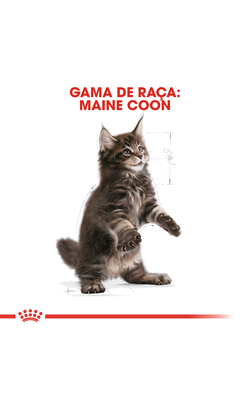 Royal Canin Cat Kitten Maine Coon – imagem secundária 6